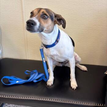 Dottie Lou -  Jack Russell Terrier and Terrier Dog for Adoption in Madisonville, Tennessee - Dottie Lou | PetCurious