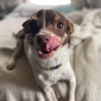 Chihuahua Dogs Available for Adoption in Middlebury, Connecticut - Philip | PetCurious