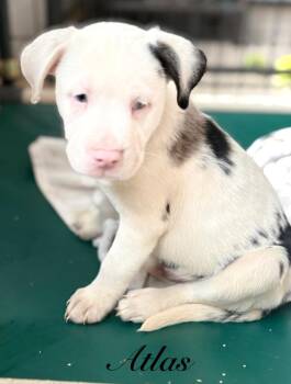 Atlas -  Australian Shepherd and Mixed Breed Dog for Adoption in St. Augustine, Florida - Atlas | PetCurious