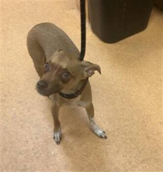 CHARLIE -  Chihuahua Dog for Adoption in Martinez, California - CHARLIE | PetCurious