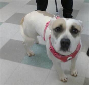 Pit Bull Terrier and Mixed Breed Dogs Available for Adoption - STELLAH | PetCurious