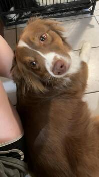 Australian Shepherd Dogs Available for Adoption in Aurora, Indiana - Nova | PetCurious