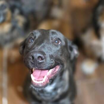 Karma -  Mixed Breed Dog for Adoption in Tacoma, Washington - Karma | PetCurious