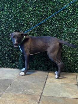 61486222 -  Mixed Breed Dog for Adoption in El Paso, Texas - 61486222 | PetCurious