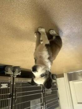 LIBERTY -  Australian Shepherd Dog for Adoption in Norco, California - LIBERTY | PetCurious