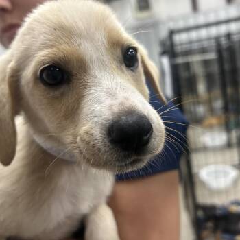 cammile -  Shepherd Dog for Adoption in Parrish, Alabama - Cammile | PetCurious
