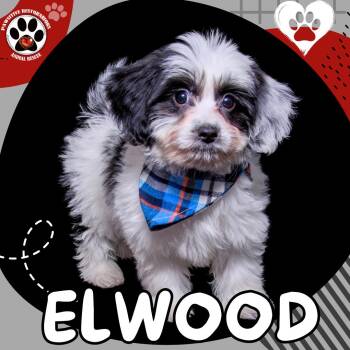 ELWOOD -  Bichon Frise and Papillon Dog for Adoption in Foxfield, Colorado - ELWOOD | PetCurious