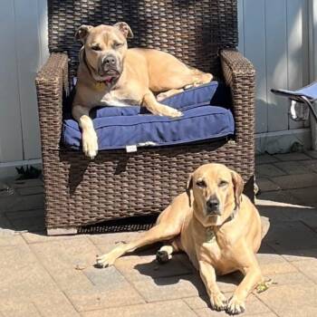 Rescue Boxer and Bulldog Dogs for Adoption - Stella And Henry | PetCurious