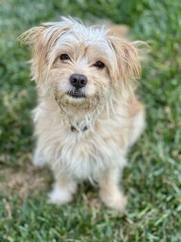 FRIZZLE -  Terrier Dog for Adoption in San Francisco, California - FRIZZLE | PetCurious