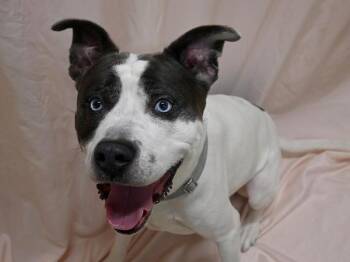 Pit Bull Terrier Dogs Available for Adoption - Rock | PetCurious