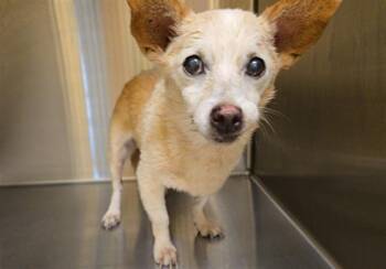 Rescue Chihuahua Dogs for Adoption in Tustin, California - GINGERSNAP | PetCurious