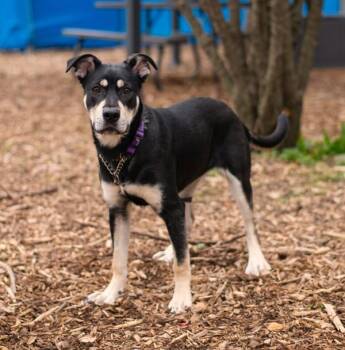 Mastiff and Shepherd Dogs Available for Adoption in Oakville, Ontario - Missy | PetCurious