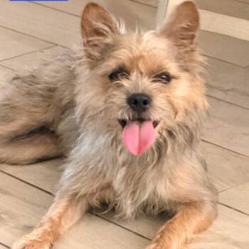 Luna -  Norwich Terrier and Mixed Breed Dog for Adoption in Tampa, Florida - Luna | PetCurious