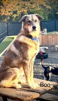 Rescue German Shepherd Dog and Labrador Retriever Dogs for Adoption in Sainte-Marguerite-du-Lac-Masson, Quebec - Boo | PetCurious