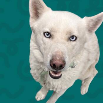 Oso -  Husky Dog for Adoption in Reno, Nevada - Oso | PetCurious
