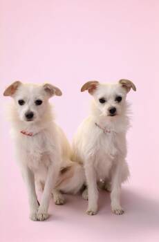 Bella & Lena (Bonded) -  Parson Russell Terrier and Chihuahua Dog for Adoption in Los Angeles, California - Bella & Lena (Bonded) | PetCurious