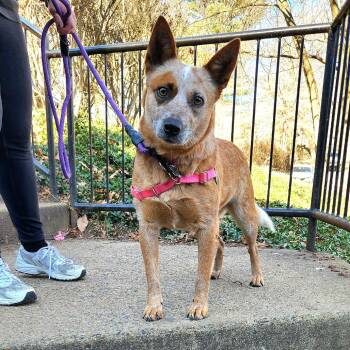 Cattle Dog Dogs Available for Adoption - Willow | PetCurious