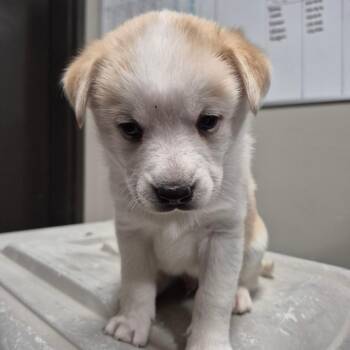 Husky and Mixed Breed Dogs Available for Adoption in Yuma, Arizona - Valentino | PetCurious