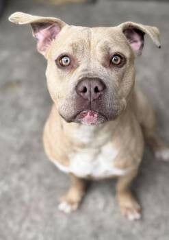 Pit Bull Terrier Dogs Available for Adoption - Flirty | PetCurious
