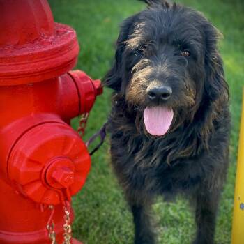 Rufus -  Standard Poodle Dog for Adoption in San Andreas, California - Rufus | PetCurious