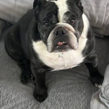 Diva -  English Bulldog Dog for Adoption in Austin, Texas - Diva | PetCurious