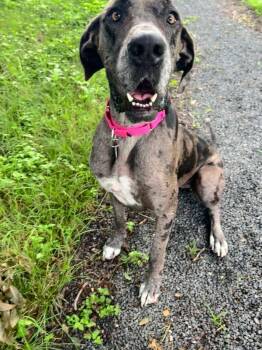 Mebel -  Great Dane Dog for Adoption in Bee Cave, Texas - Mebel | PetCurious