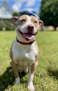 Rescue Pit Bull Terrier and Mixed Breed Dogs for Adoption in Leesburg, Alabama - Stella | PetCurious