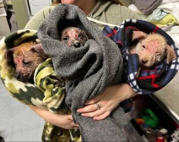 German Shepherd Dog Dogs Available for Adoption - Alicia | PetCurious