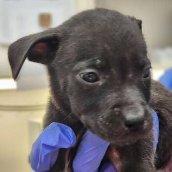 Mixed Breed Dogs Available for Adoption - Castle | PetCurious