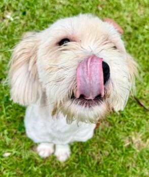 Lucky -  Maltese and Mixed Breed Dog for Adoption in Kansas City, Missouri - Lucky | PetCurious