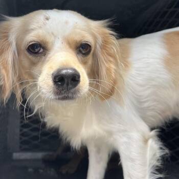 Darla -  Cocker Spaniel and Mixed Breed Dog for Adoption in Edinburg, Texas - Darla | PetCurious