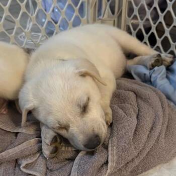 Yellow Labrador Retriever Dogs Available for Adoption - Bran | PetCurious