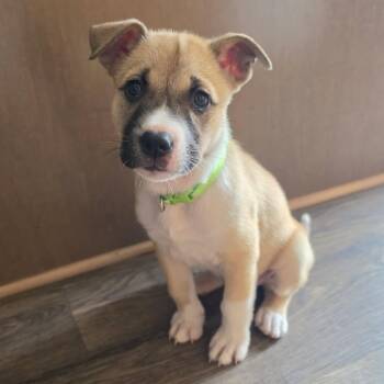 Timber -  Shepherd Dog for Adoption in Watertown, Wisconsin - Timber | PetCurious