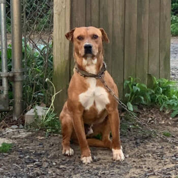 Rescue Mixed Breed Dogs for Adoption in Boaz, Alabama - Skeeter | PetCurious