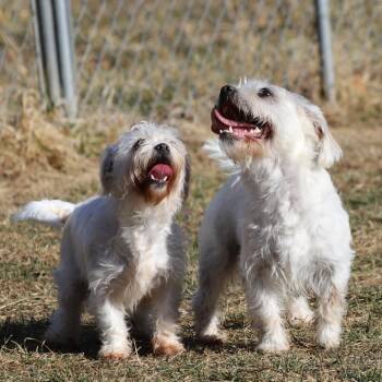 Bippity -  Bichon Frise and Maltese Dog for Adoption in Fairfax, Virginia - Bippity | PetCurious