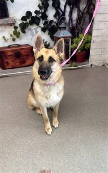 German Shepherd Dog Dogs Available for Adoption in San Bernardino, California - DARLA | PetCurious