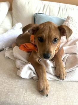 Mixed Breed Dogs Available for Adoption - Lulu | PetCurious