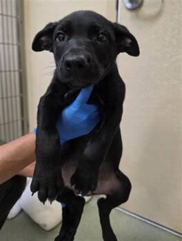 DANNY -  Australian Kelpie and Mixed Breed Dog for Adoption in South Lake Tahoe, California - DANNY | PetCurious