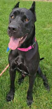 Rescue Cane Corso Dogs for Adoption in Larkspur, Colorado - Khaleesi | PetCurious