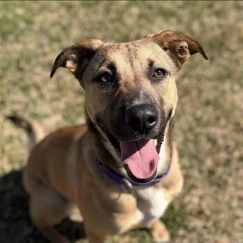 Mixed Breed Dogs Available for Adoption in Houston, Texas - Alice | PetCurious