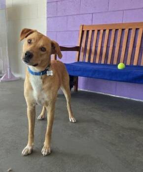 **TUCKER** -  Labrador Retriever Dog for Adoption in North Prairie, Wisconsin - **TUCKER** | PetCurious