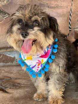 Schnauzer and Poodle Dogs Available for Adoption - Chewbacca | PetCurious