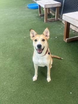 Sunny -  Carolina Dog and Mixed Breed Dog for Adoption in Fruit Heights, Utah - Sunny | PetCurious