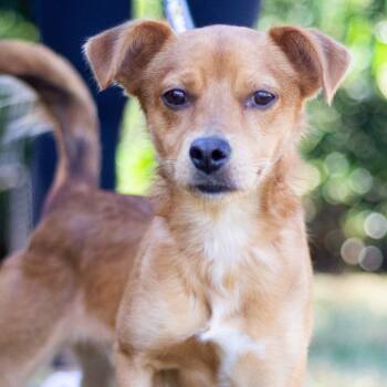 Rescue Chihuahua and Mixed Breed Dogs for Adoption in Cumming, Georgia - Frank 21950 | PetCurious