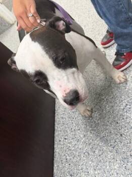Serena -  Pit Bull Terrier Dog for Adoption in Burgaw, North Carolina - Serena | PetCurious