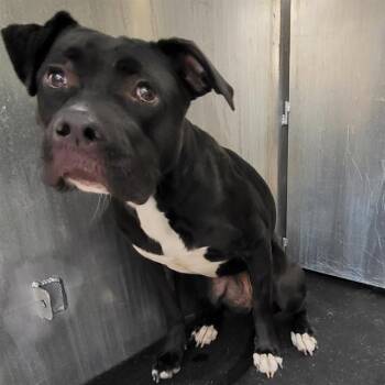 American Staffordshire Terrier Dogs Available for Adoption in San Antonio, Texas - MARTY | PetCurious