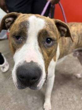 Superman -  Mixed Breed Dog for Adoption in West Chester, Pennsylvania - Superman | PetCurious