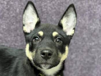 Siberian Husky and Shepherd Dogs Available for Adoption - Kona | PetCurious