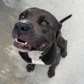 Zachary -  Pit Bull Terrier Dog for Adoption in Birmingham, Alabama - Zachary | PetCurious