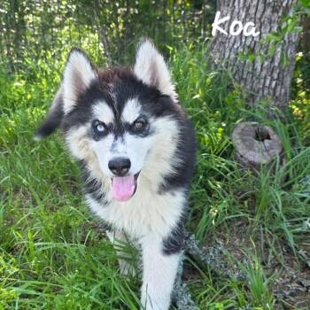 Alaskan Malamute Dogs Available for Adoption in Austin, Texas - Koa DD | PetCurious